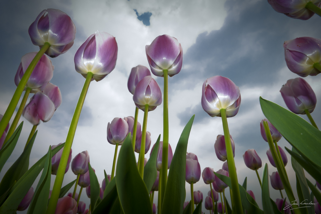 Dutch Tulips