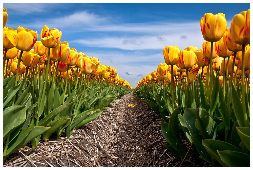 Dutch tulips