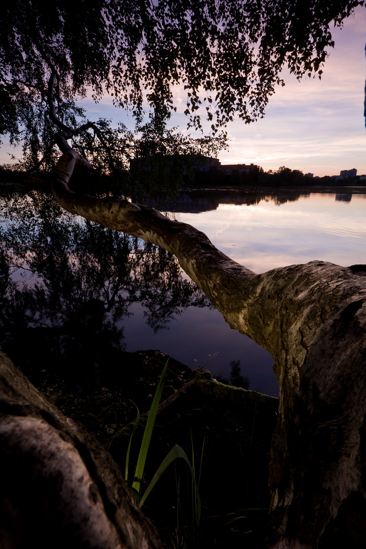 Dutzendteich Linde