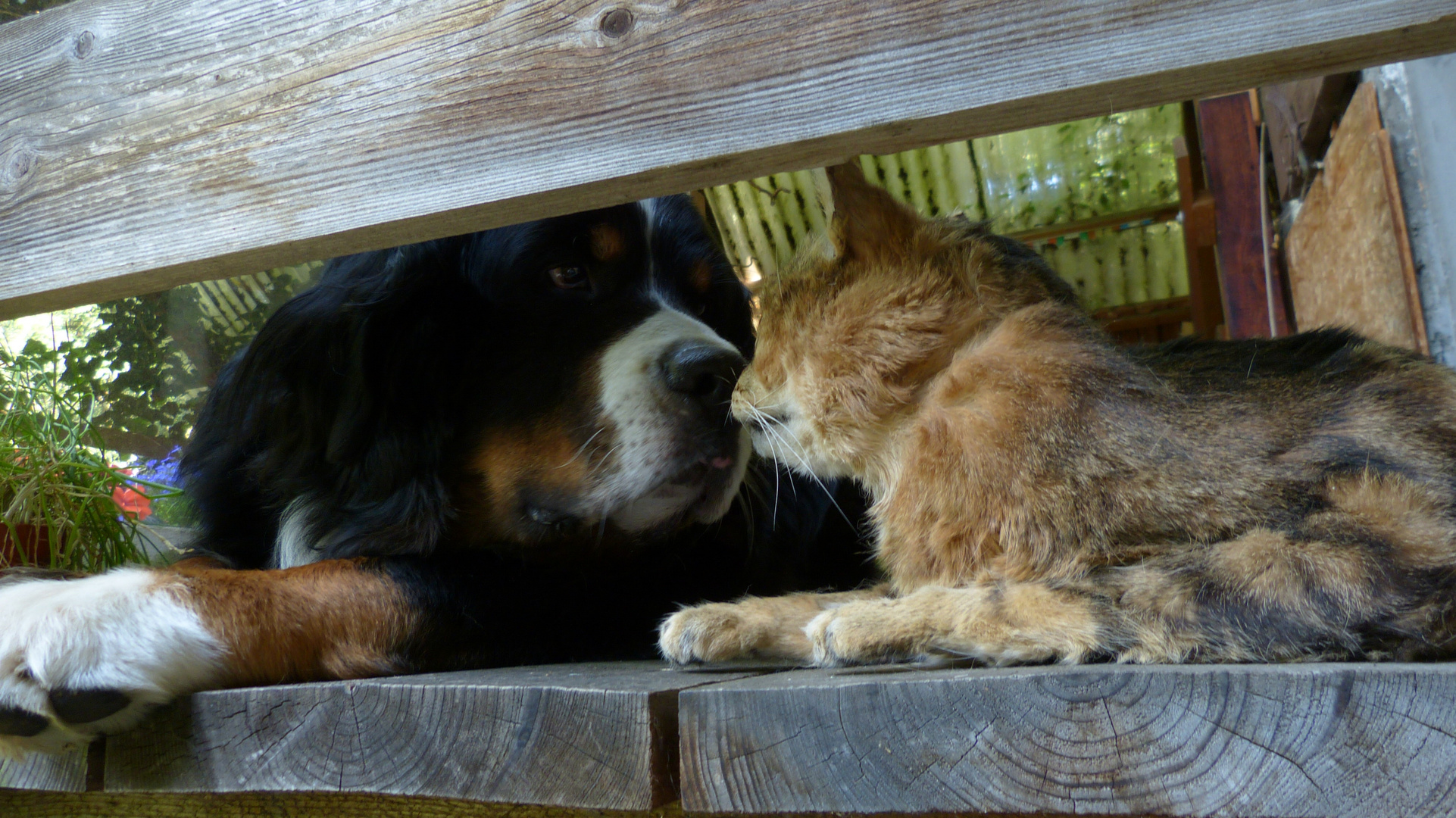 Duuuhu FRIZZ, kann ich mal...