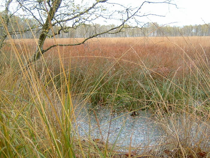 Duvenstedter Brook