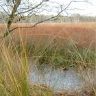 Duvenstedter Brook