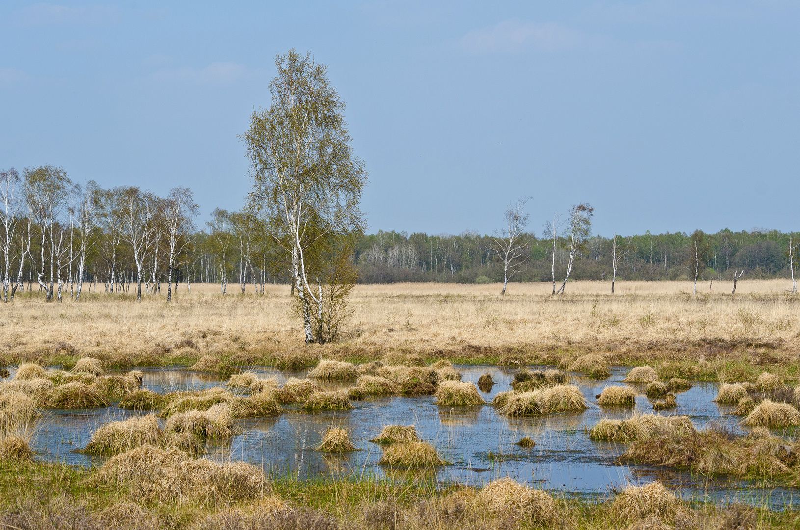 Duvenstedter Brook (1)