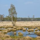 Duvenstedter Brook (1)