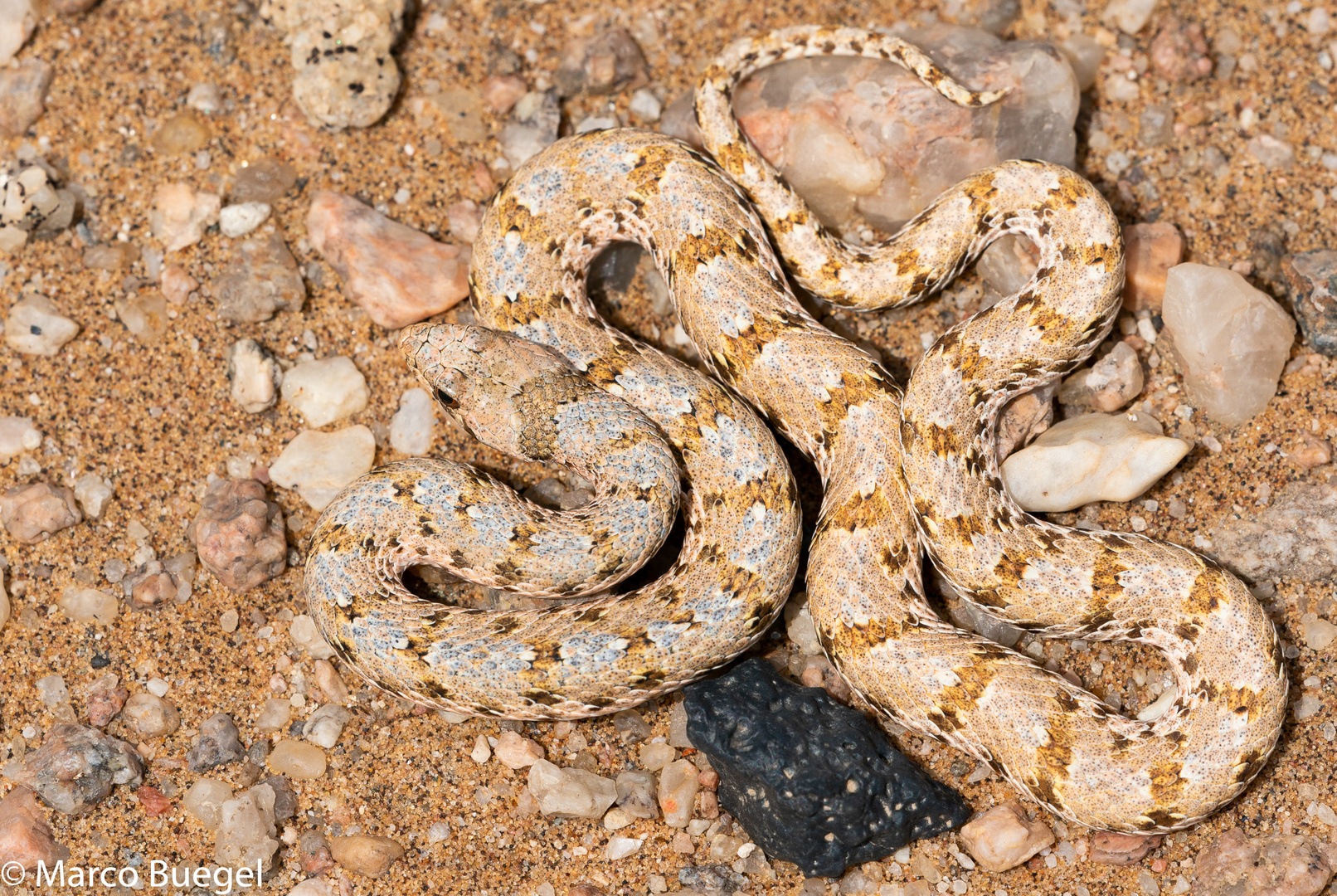 Dwarf Beaked Snake (Dipsina multimaculata) aus Swakopmund Namibia