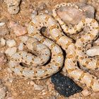Dwarf Beaked Snake (Dipsina multimaculata) aus Swakopmund Namibia