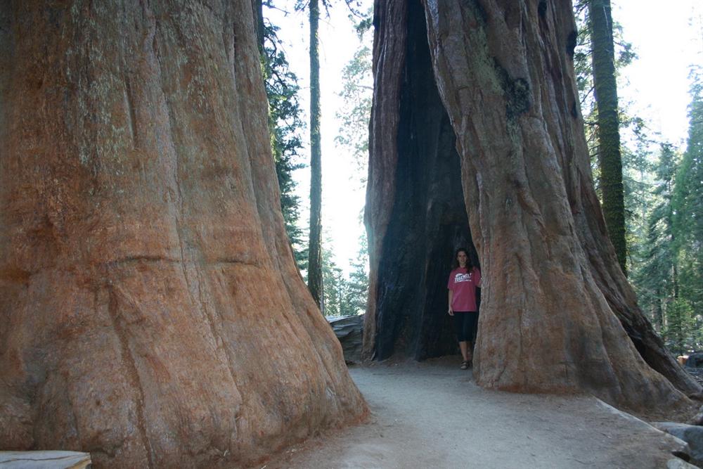 Dwarf between sequoias - Sequoia National Park (California-USA)