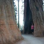 Dwarf between sequoias - Sequoia National Park (California-USA)