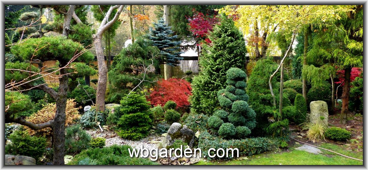 Dwarf conifers garden - wbgarden.com