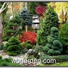 Dwarf conifers garden - wbgarden.com