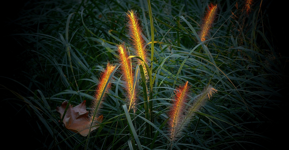 Dwarf Fountain Grass