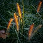 Dwarf Fountain Grass