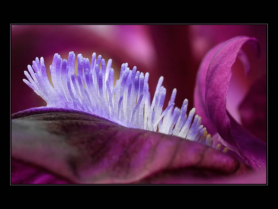 Dwarf Iris