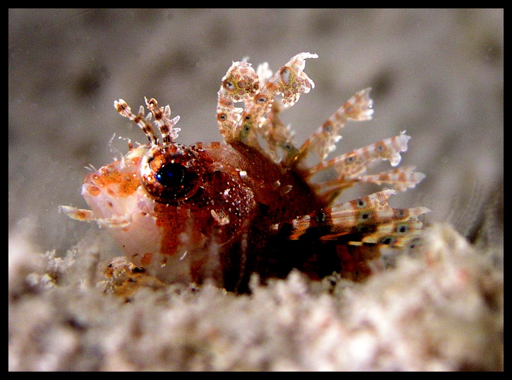 Dwarf Lion Fish