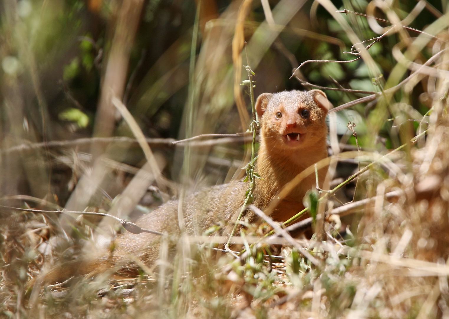 .....Dwarf Mongoose.....