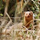 .....Dwarf Mongoose.....