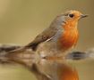 Concours photo nature: le rouge-gorge