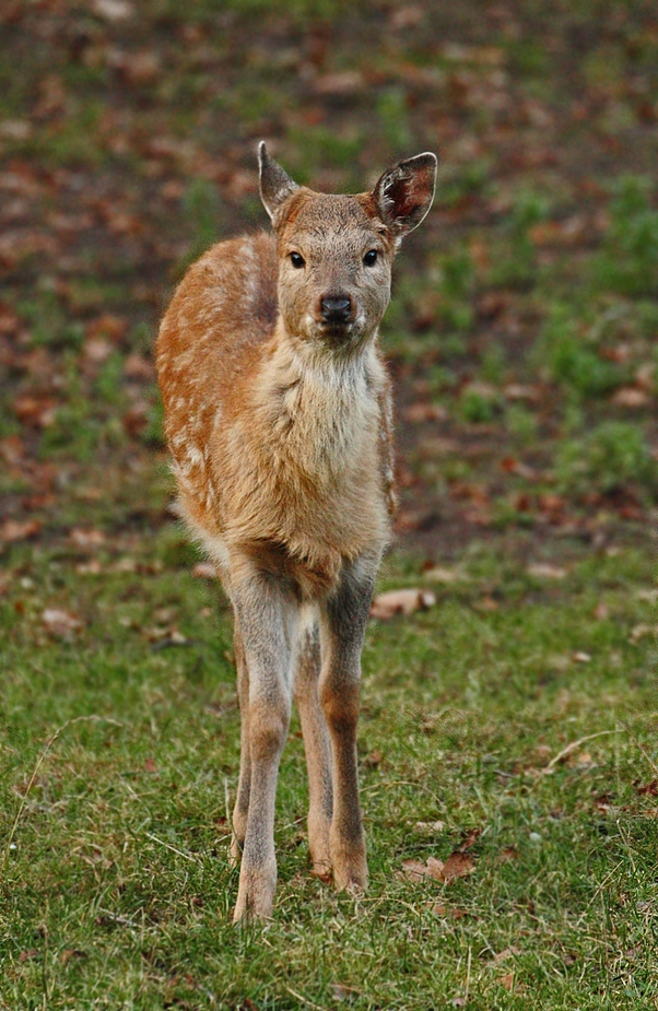 Dyboskyhirsch-Kalb