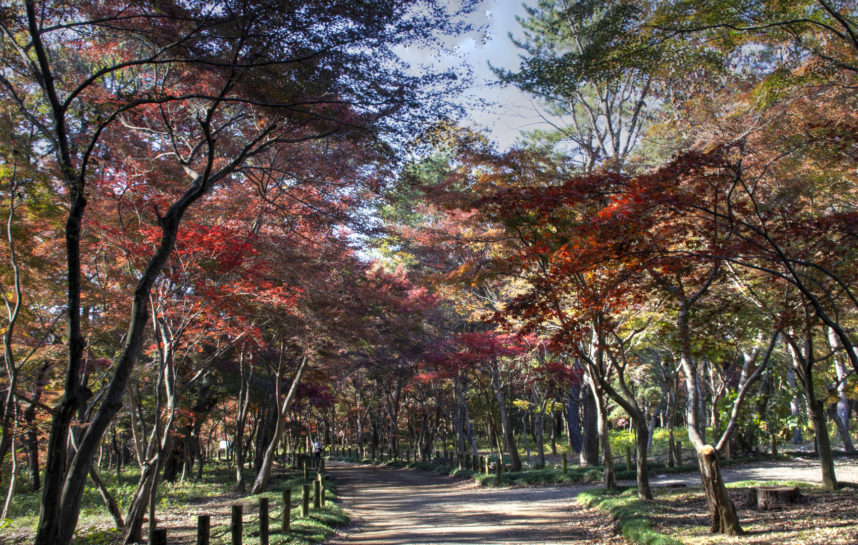 Dyed inautumn colors-2