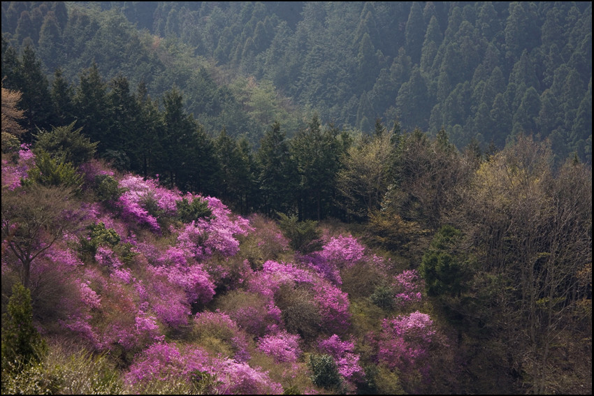 Dyes to the spring scenery