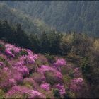 Dyes to the spring scenery