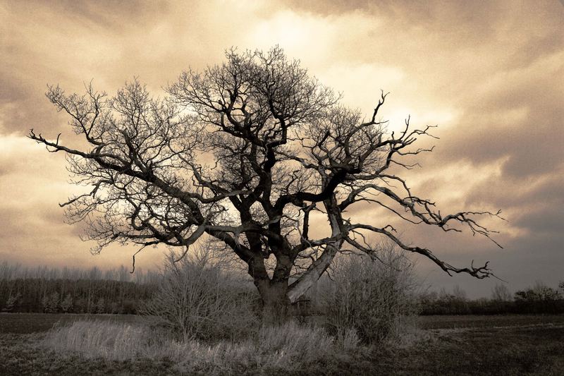 dying oak