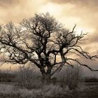 dying oak