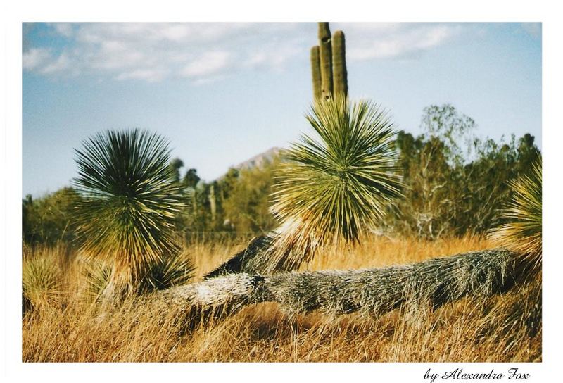 dying palms