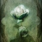 Dying Rose