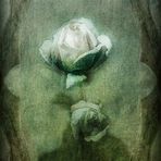 Dying Rose