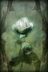 Dying Rose