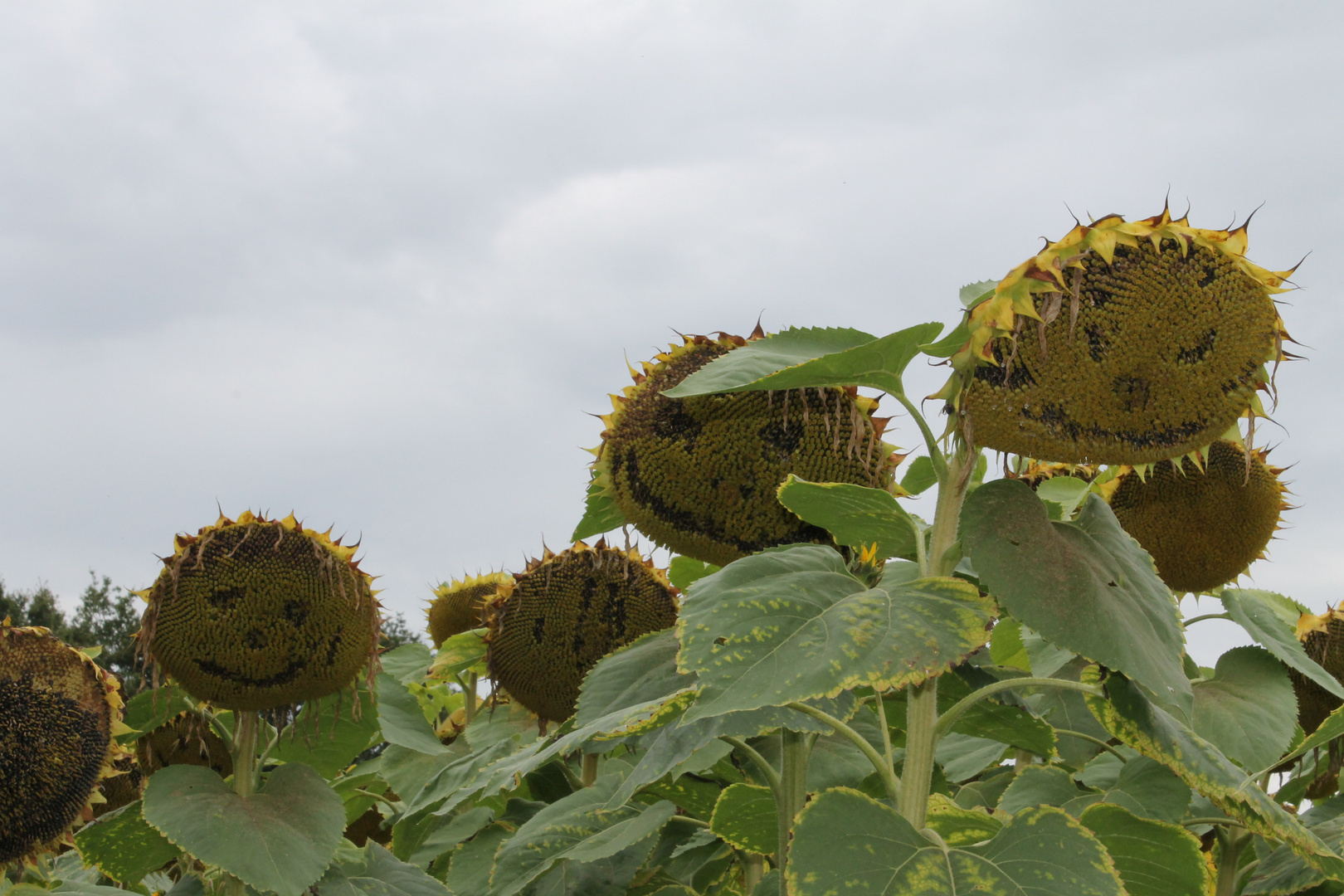 Dying Sunflower faces