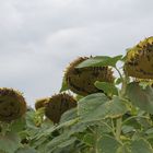 Dying Sunflower faces