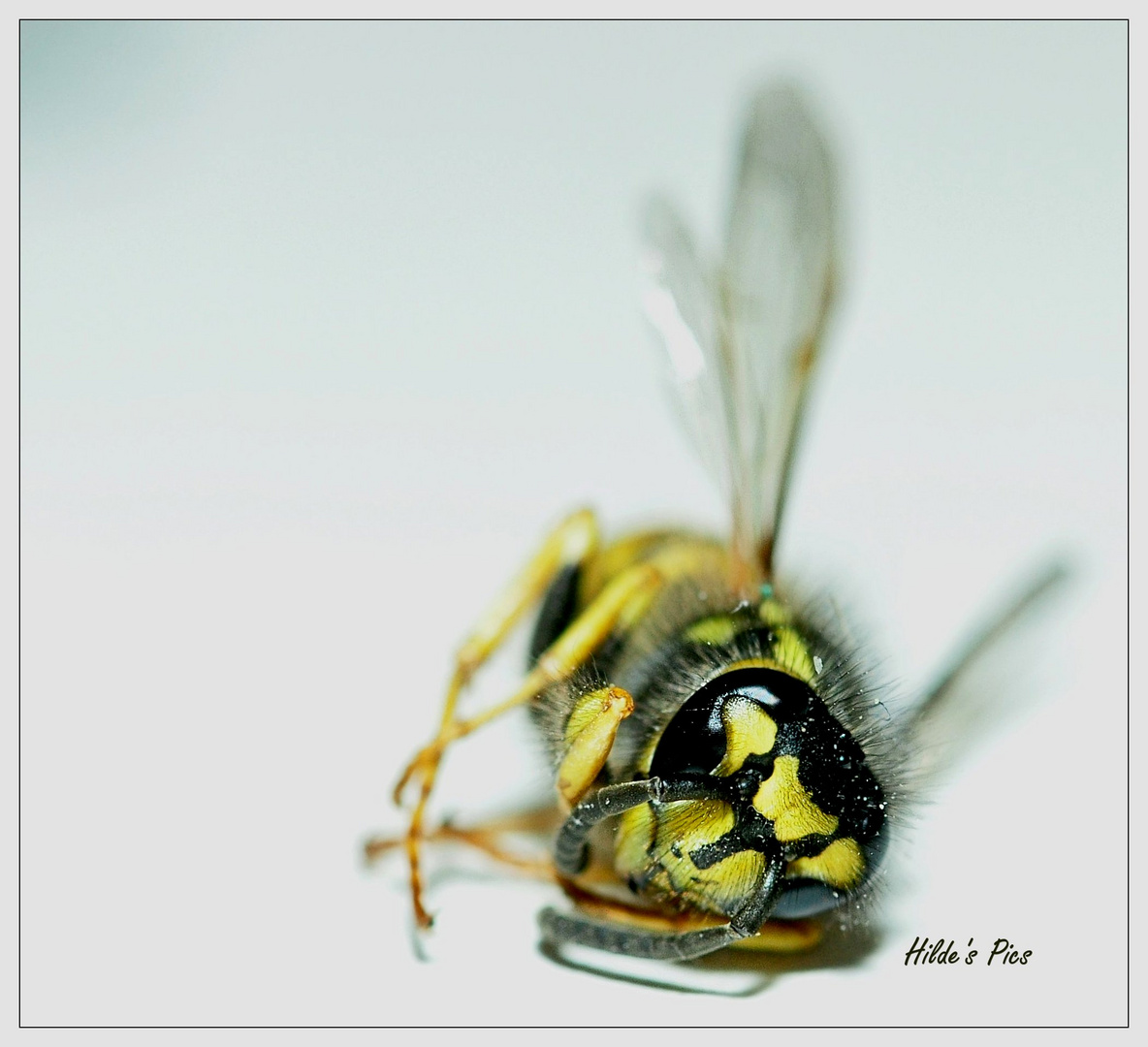 dying Wasp