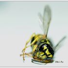 dying Wasp