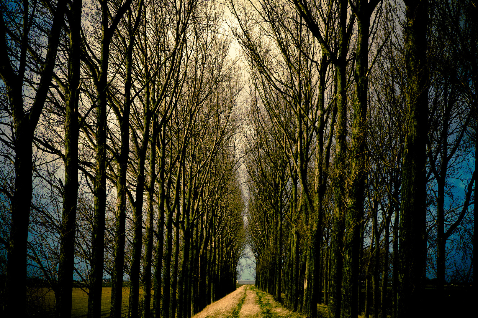 Dyke with Poplar trees