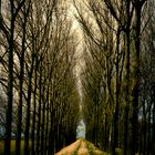 Dyke with Poplar trees