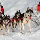 Dynamic-pur! Hundeschlitten WM Werfenweng - Salzburger Land