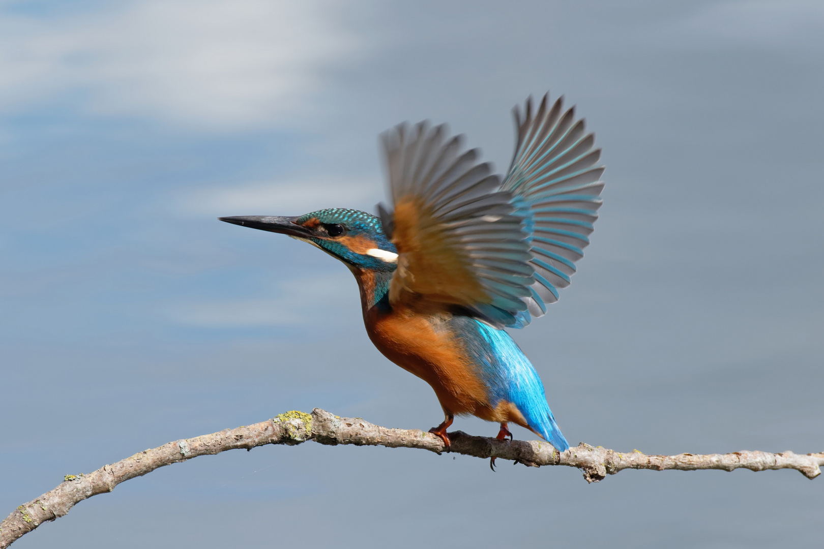 Dynamik.... Eisvogel (Alcedo atthis)