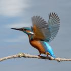 Dynamik.... Eisvogel (Alcedo atthis)