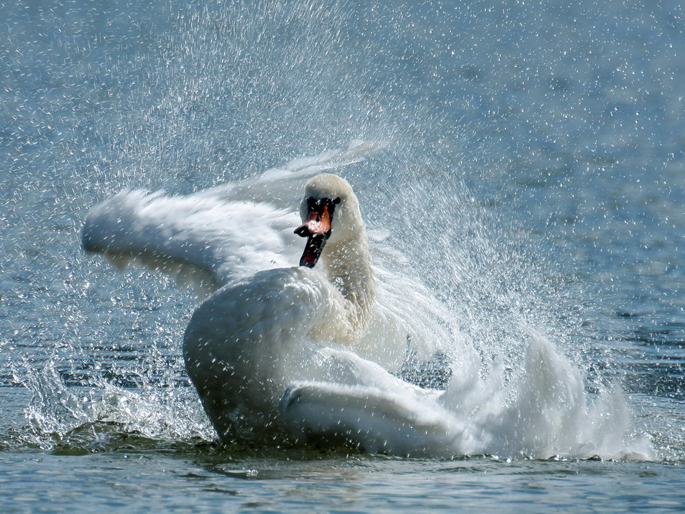 Dynamik und Lebensfreude im Element Wasser