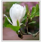Dynamique magnolia