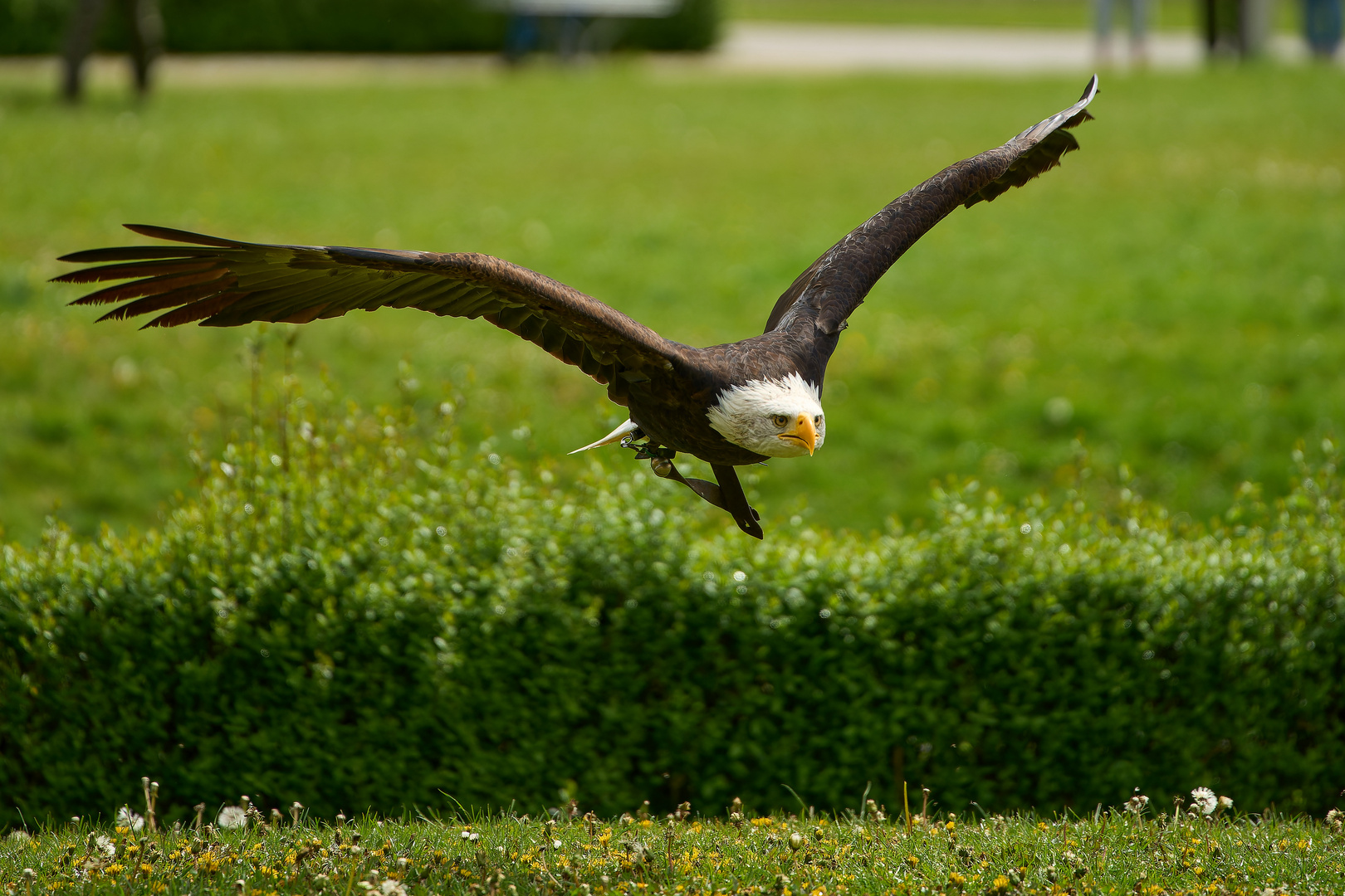 Dynamischer Flug