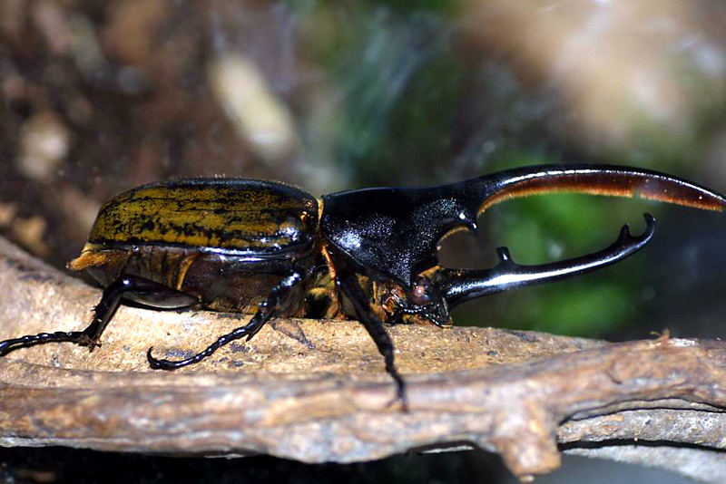 Dynastes hercules septentrionales