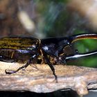 Dynastes hercules septentrionales