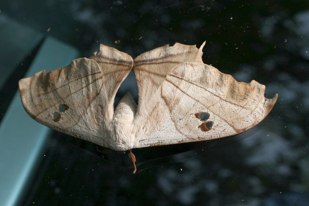 Dysdaemonia boreas Foto & Bild world, natur, nachtfalter Bilder auf