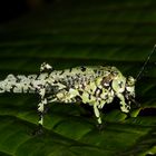 Dysonia Katydid