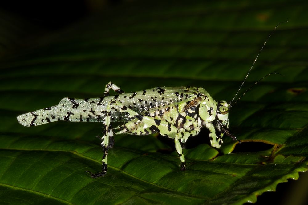 Dysonia Katydid