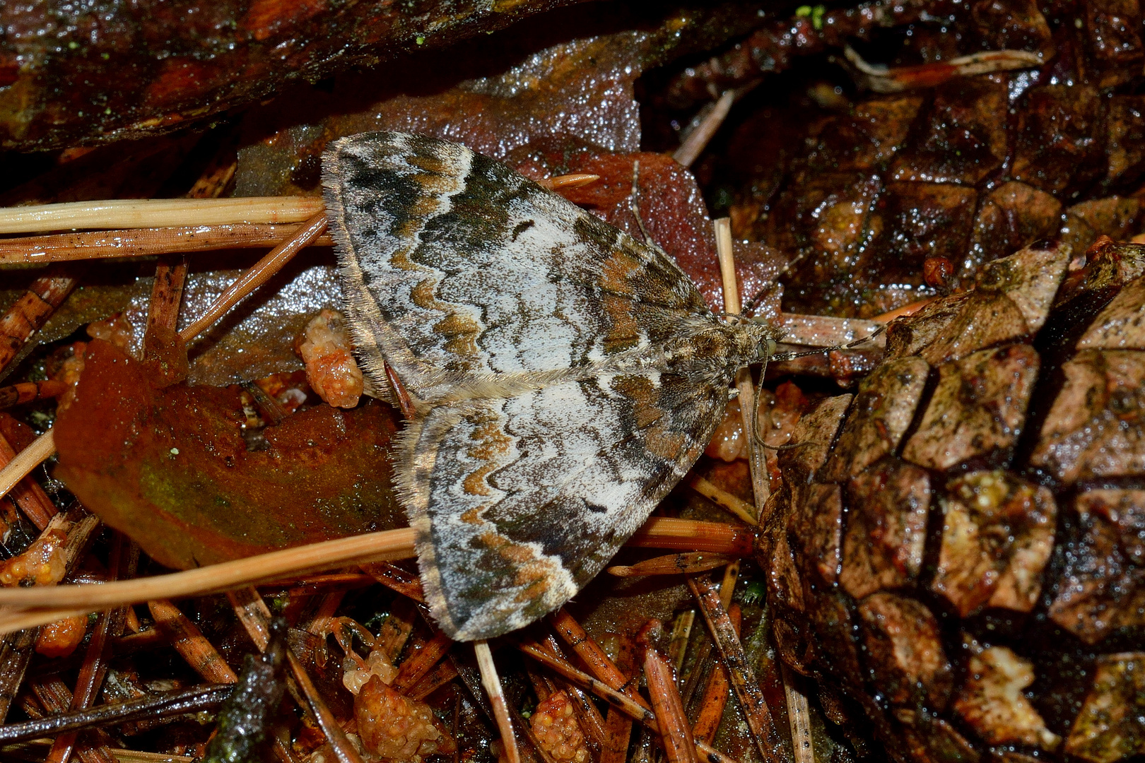 Dysstroma truncata, Möndchenflecken-Bindenspanner