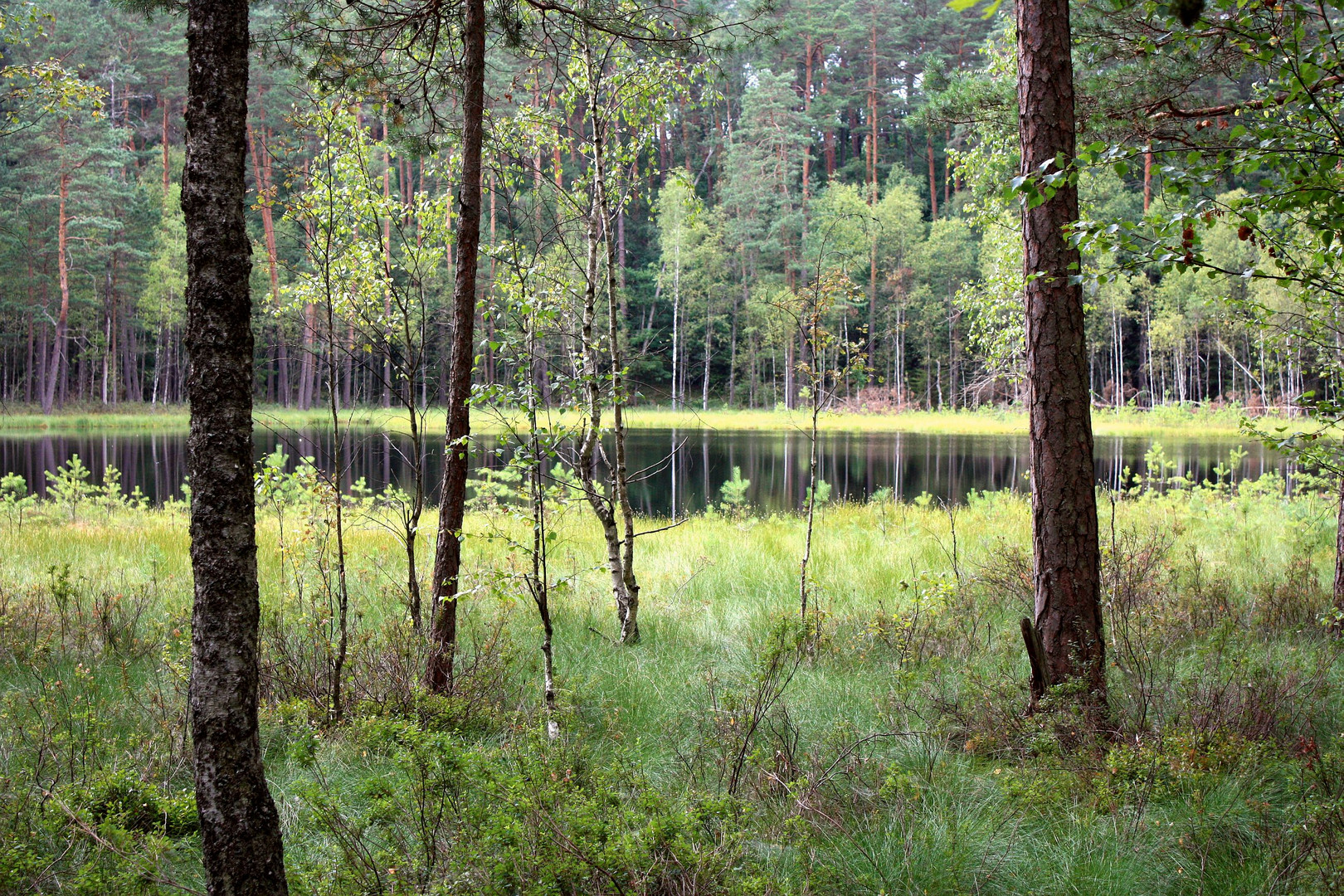 Dystrophic lake in Krutynia